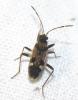 Beosus maritimus